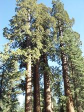 Sequoia-Gruppe