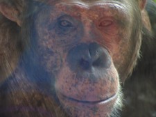 StLouis_0604_Zoo_Chimpanzee_thumb.jpg 10.1K